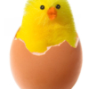 egg-chicken